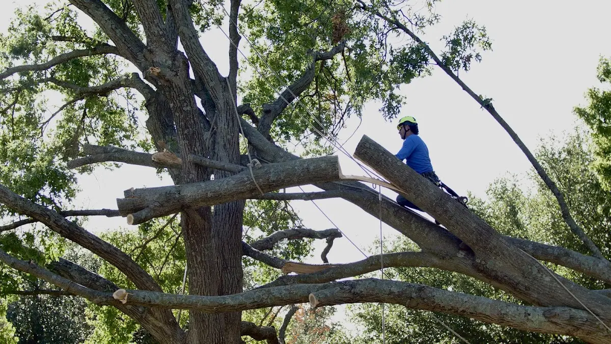 Professional Crown Thinning performed by certified arborists in Kelliher