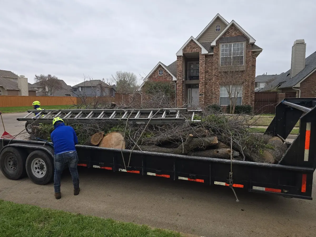 Expert Tree Removal with proper safety equipment in Kelliher